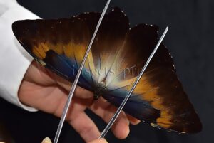 Morpho cisseis jeannoti ♂ GOOD PRICE*