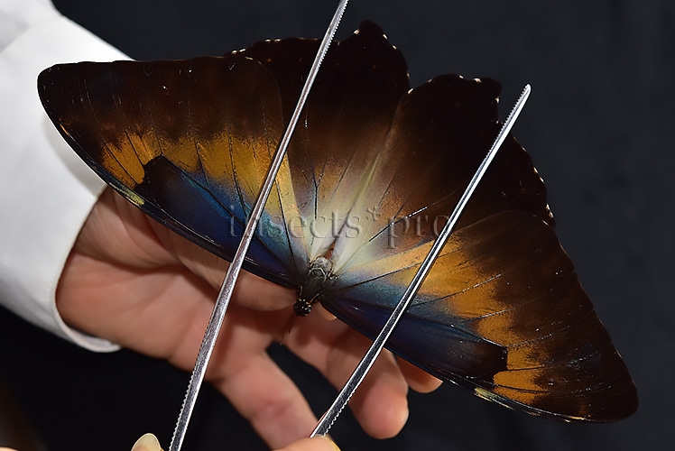 Morpho cisseis jeannoti ♂ GOOD PRICE*