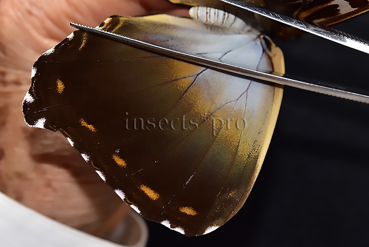 Morpho cisseis jeannoti ♀ LARGE FEMALE - Image 4