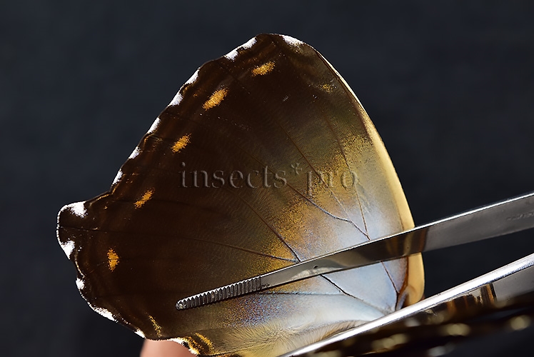 Morpho cisseis jeannoti ♀ LARGE FEMALE - Image 5