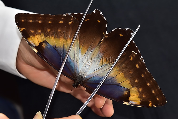Morpho cisseis jeannoti ♀ LARGE FEMALE