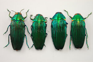 :::BULK SALE:::: Colobogaster diviana A1 ♂♀ JEWEL BEETLE