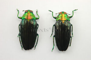 :::BULK SALE:::: Colobogaster sp. A1 ♂♀ N2 BLACK JEWEL BEETLE
