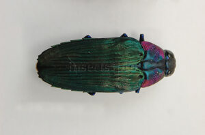 :::BULK SALE:::: Colobogaster sp. A1 ♂♀ N1 RARE VIOLET JEWEL BEETLE