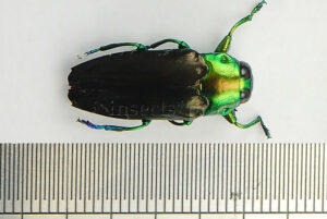 :::BULK SALE:::: Colobogaster sp. A1 ♂♀ N3 JEWEL BEETLE