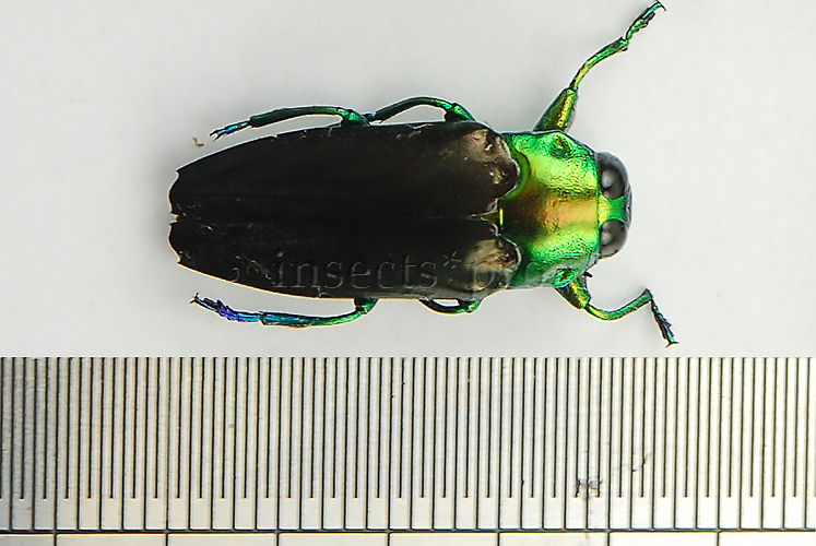 :::BULK SALE:::: Colobogaster sp. A1 ♂♀ N3 JEWEL BEETLE
