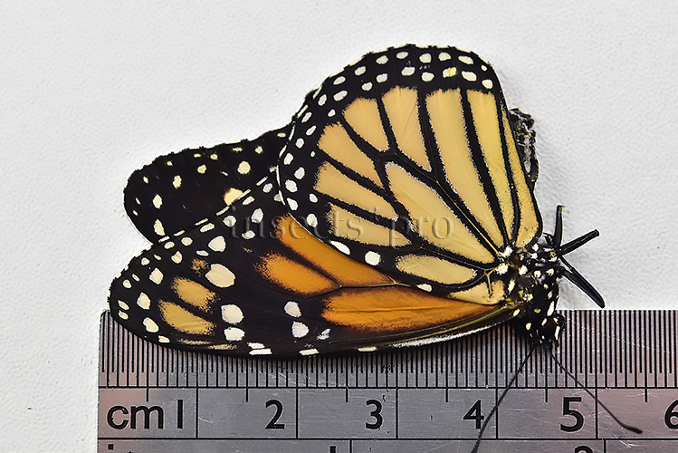 :::BULK SALE:::: Danaus plexippus A1 ♂♀ MONARCH