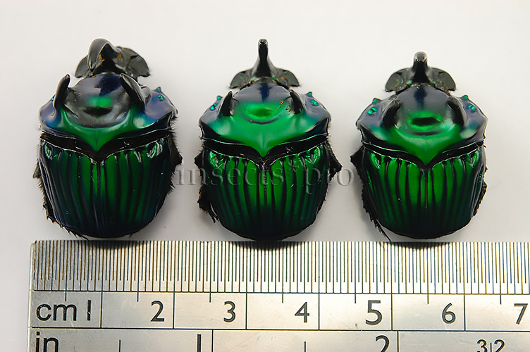 :::BULK SALE:::: Oxysternon conspicillatum A1 ♂♀ GREEN DUNG BEETLE - Image 2