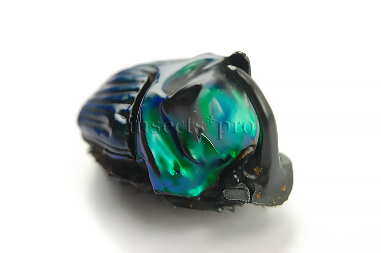 :::BULK SALE:::: Oxysternon conspicillatum A1 ♂♀ GREEN DUNG BEETLE - Image 3