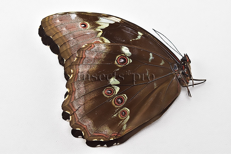 Morpho menelaus occidentalis ♀ - Image 2
