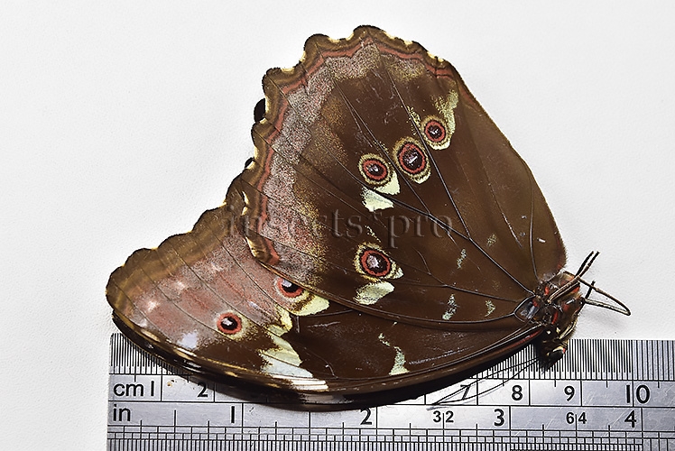 Morpho menelaus occidentalis ♀ - Image 3