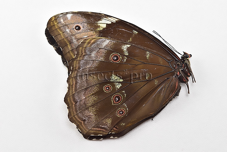 Morpho menelaus occidentalis ♀ - Image 2