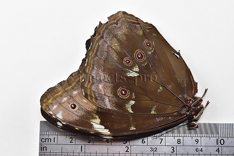 Morpho menelaus occidentalis ♀ - Image 3