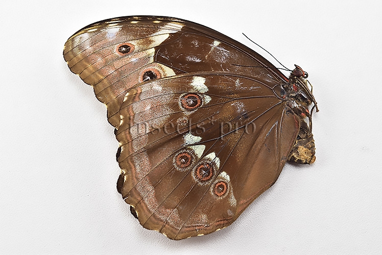 Morpho menelaus occidentalis ♀ - Image 2