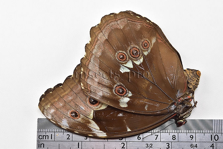 Morpho menelaus occidentalis ♀ - Image 3