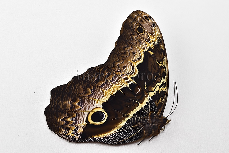 Caligo oberthurii phokilides A1 ♂ HIGH ALTITUDE - Image 2