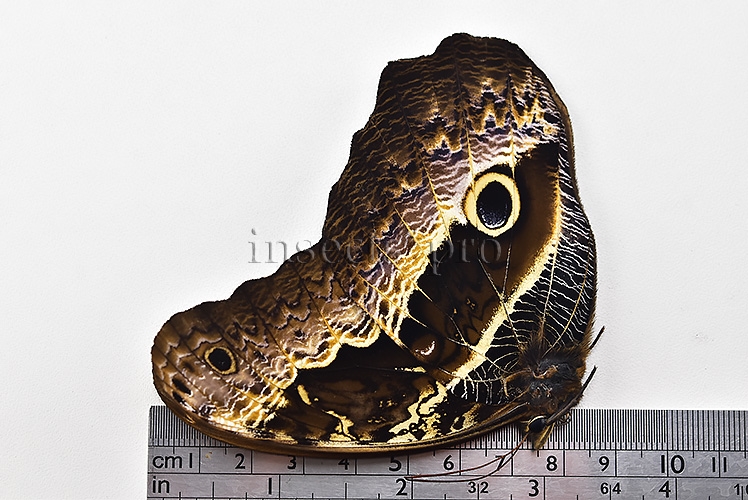 Caligo oberthurii phokilides A1 ♂ HIGH ALTITUDE - Image 3