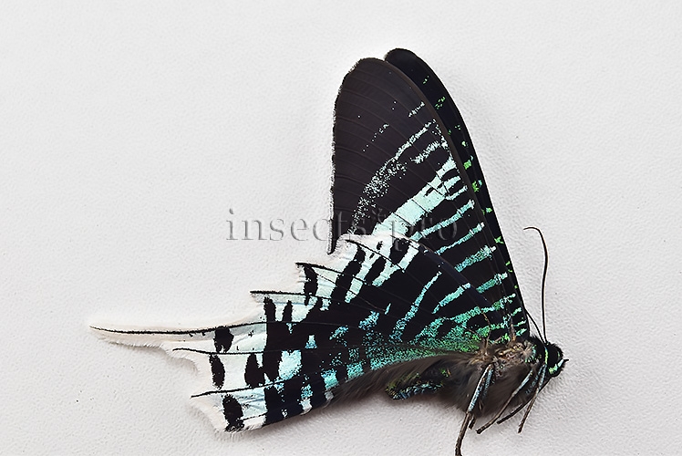Urania leilus A1 ♂ ABERRATION* - Image 2
