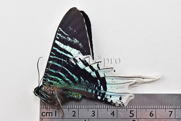 Urania leilus A1 ♂ ABERRATION*