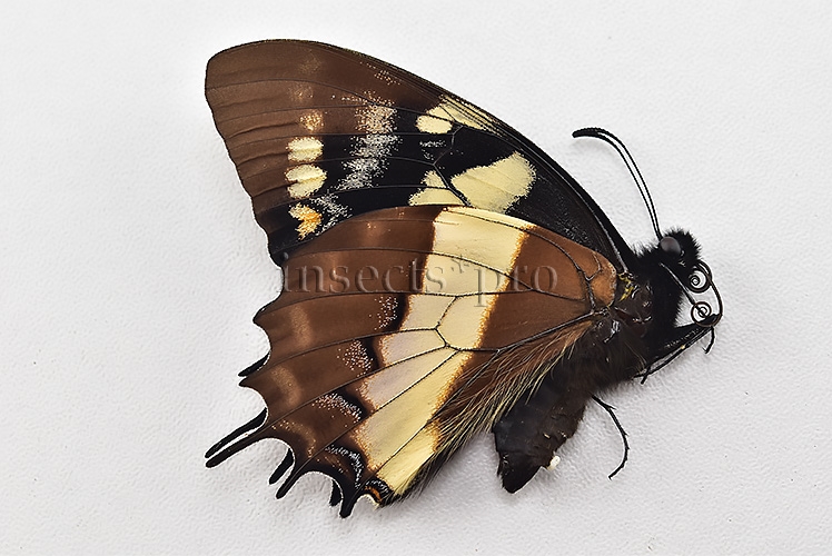 Pterourus cacicus inca A1 ♂ - Image 2