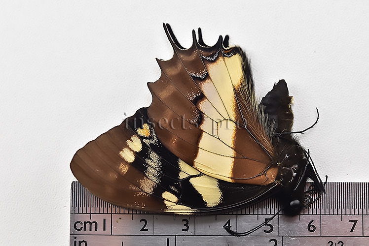 Pterourus cacicus inca A1 ♂ - Image 3