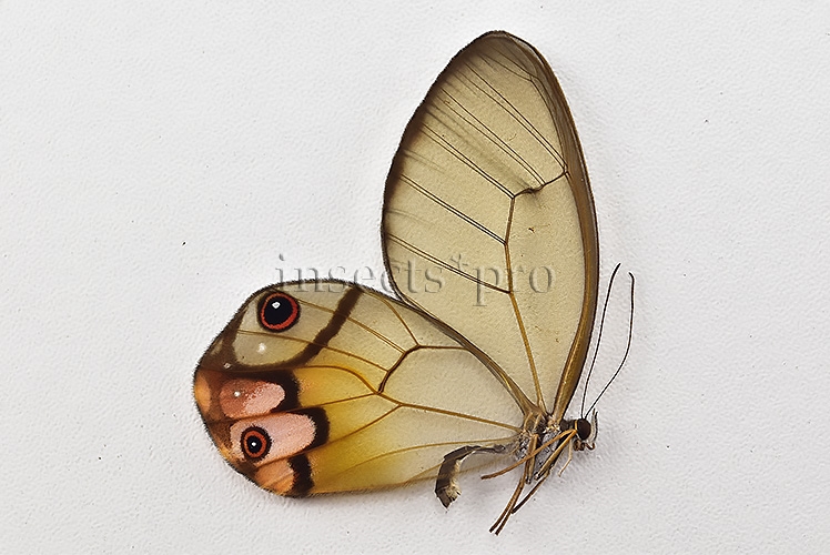 Haetera piera A1 ♀ CLEARWINGS - Image 2