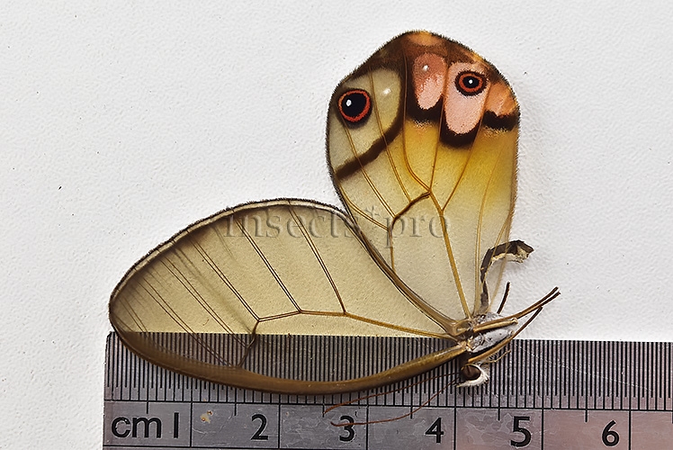 Haetera piera A1 ♀ CLEARWINGS - Image 3