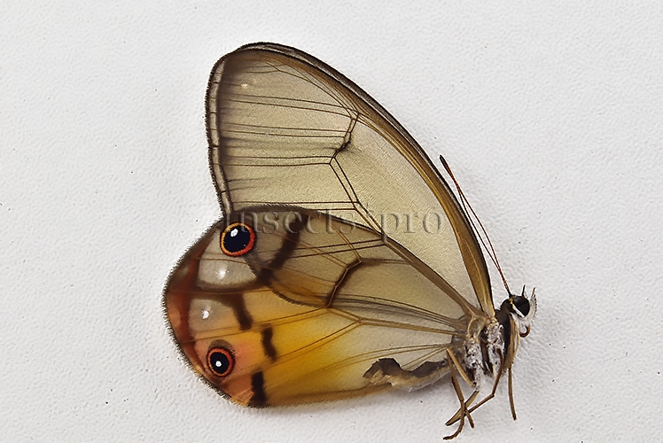 Haetera piera A1 ♀ CLEARWINGS - Image 2