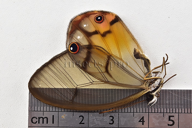 Haetera piera A1 ♀ CLEARWINGS - Image 3