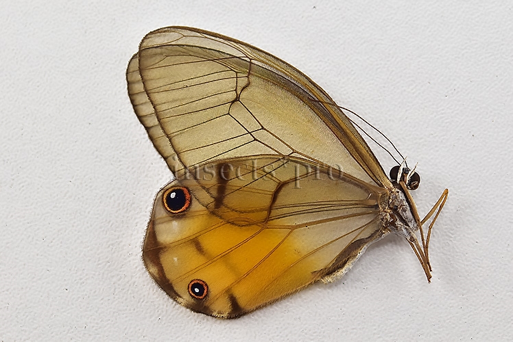 Haetera piera A1 ♂ CLEARWINGS - Image 2