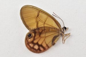 Cithaerias aurorina aurorina A1 ♀ CLEARWINGS