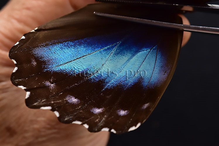 Morpho menelaus occidentalis ♀ - Image 4
