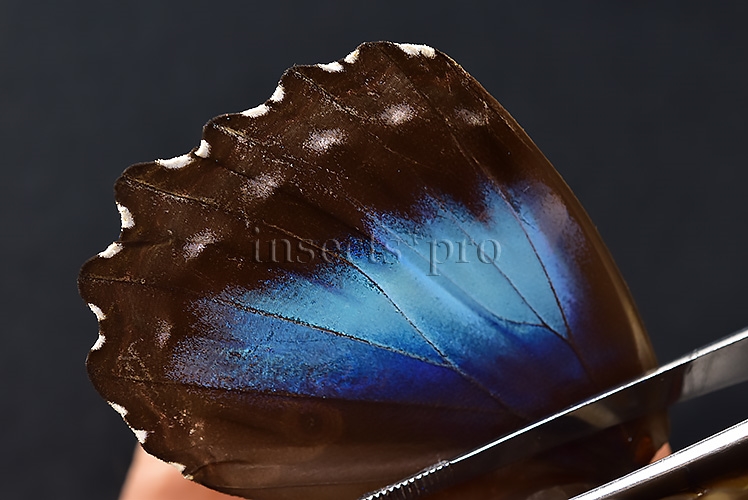 Morpho menelaus occidentalis ♀ - Image 5