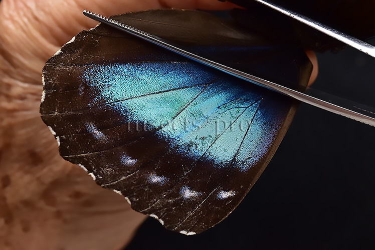 Morpho menelaus occidentalis ♀ - Image 4