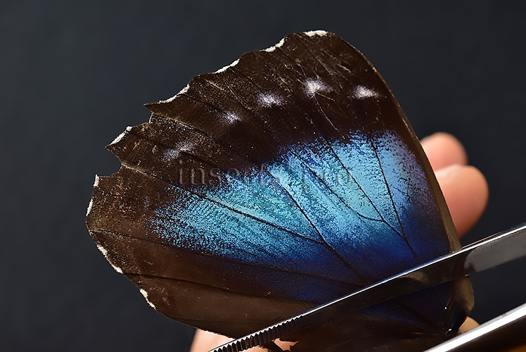 Morpho menelaus occidentalis ♀ - Image 5