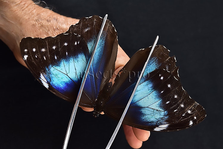 Morpho menelaus occidentalis ♀