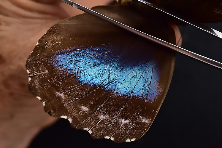 Morpho menelaus occidentalis ♀ - Image 4