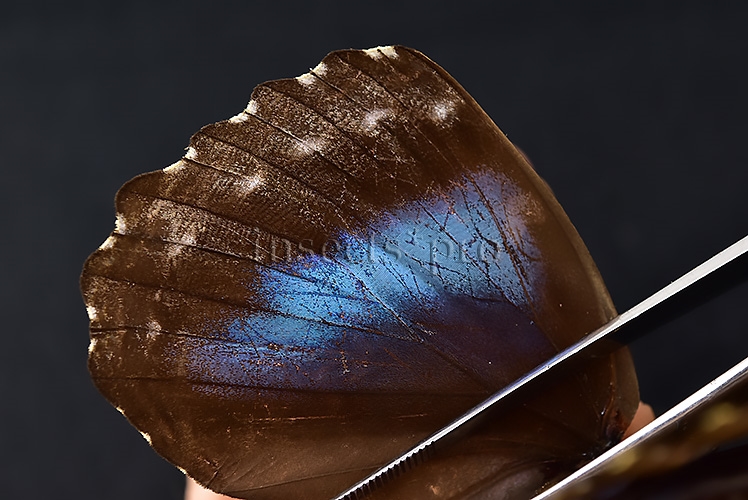 Morpho menelaus occidentalis ♀ - Image 5