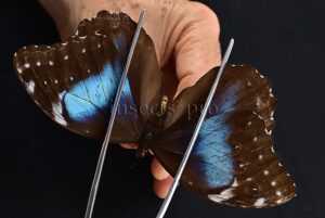Morpho menelaus occidentalis ♀