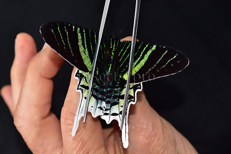 Urania leilus A1 ♂ ABERRATION* - Image 6