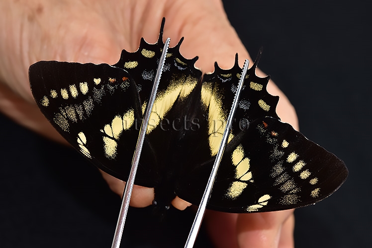 Pterourus cacicus inca A1 ♂