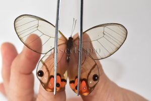 Haetera piera A1 ♀ CLEARWINGS