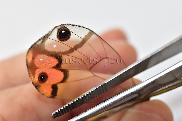 Haetera piera A1 ♀ CLEARWINGS - Image 5