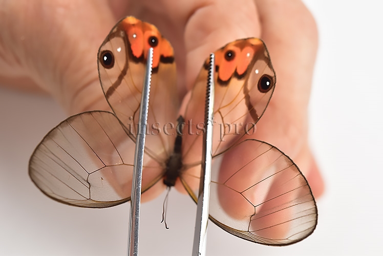 Haetera piera A1 ♀ CLEARWINGS - Image 6