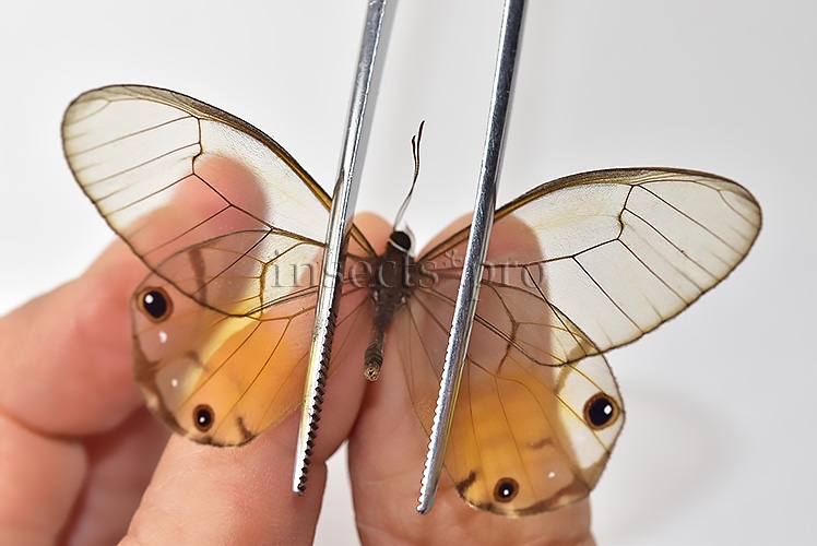 Haetera piera A1 ♂ CLEARWINGS