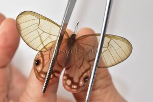 Cithaerias aurorina aurorina A1 ♀ CLEARWINGS
