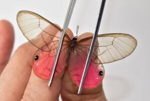 Cithaerias aurorina aurorina A1 ♂ CLEARWINGS