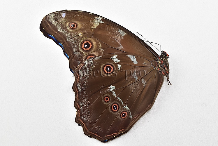Morpho didius A1 ♂ HQ BLUE MORPHO - Image 2