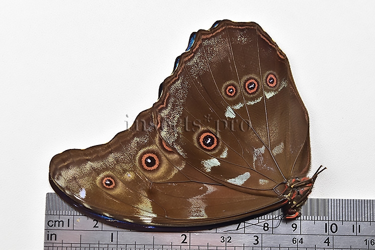 Morpho didius A1 ♂ HQ BLUE MORPHO - Image 3