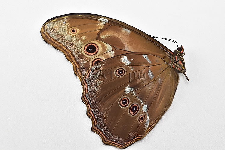 Morpho didius A1 ♂ HQ BLUE MORPHO - Image 2